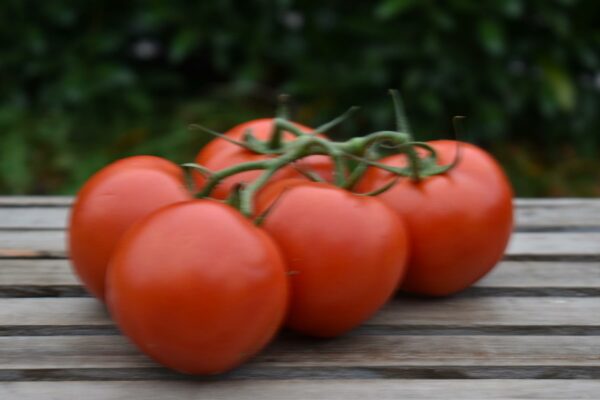 Tomaten groß