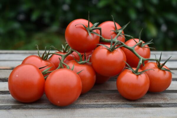Tomaten mittel