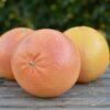 Grapefruit